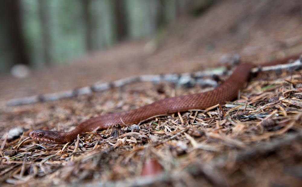 giovane Vipera