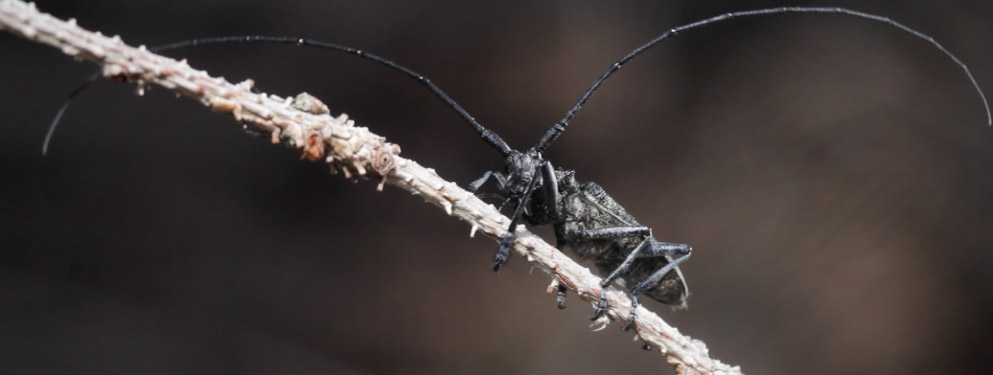 Cerambycidae- Cerambyx? No. Monochamus cfr sutor