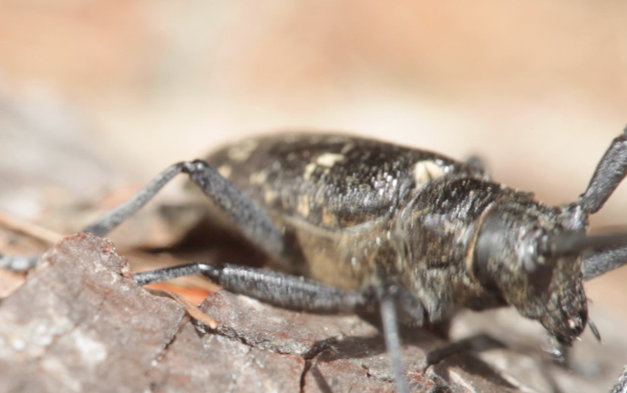 Cerambycidae- Cerambyx? No. Monochamus cfr sutor