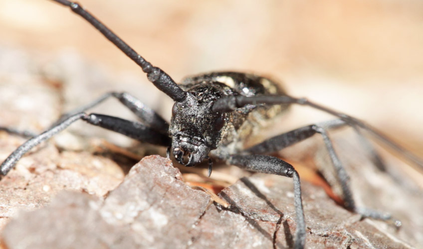 Cerambycidae- Cerambyx? No. Monochamus cfr sutor