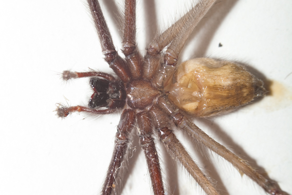 Tegenaria parietina