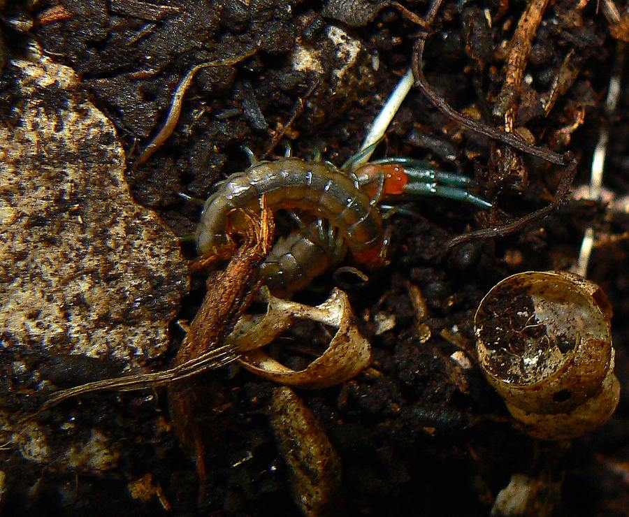 Scolopendra cingulata sull Monte Sabotino