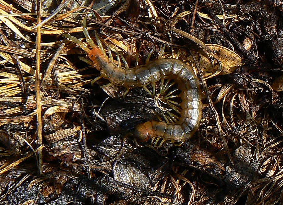 Scolopendra cingulata sull Monte Sabotino