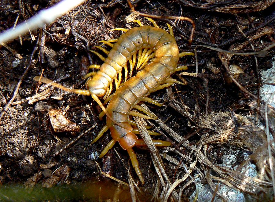 Scolopendra cingulata sull Monte Sabotino