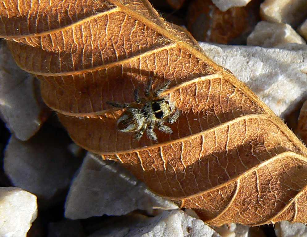 Philaeus chrysops - Monte Sabotino (GO - F.V.G.)