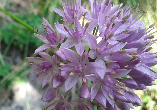 Fiore da identificare: Allium sp.