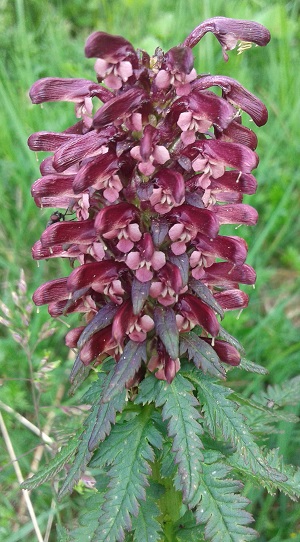 Pianta d''alta quota: Pedicularis recutita (Orobanchaceae)