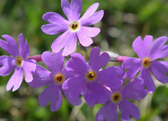 Primula...Primula halleri