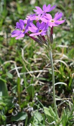 Primula...Primula halleri