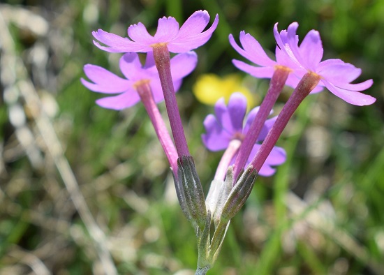 Primula...Primula halleri