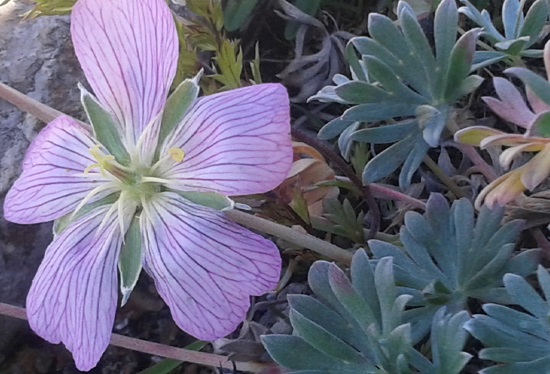 Geranium argenteum