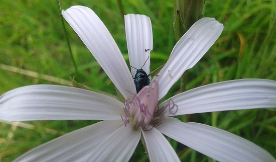 Scorzonera rosea (=Podospermum roseum) / Scorzonera rosea