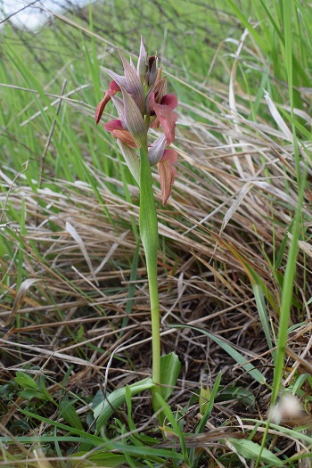 Serapias neglecta