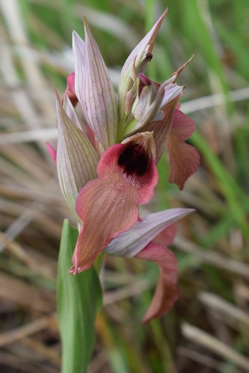 Serapias neglecta