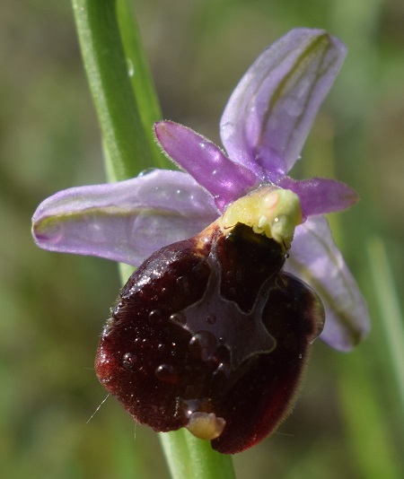 Forme ibride? si, Ophrys xbaldensis