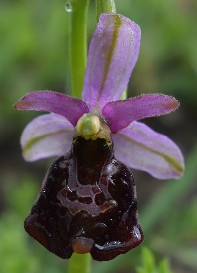 Forme ibride? si, Ophrys xbaldensis