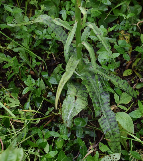 Lago d''Iseo: Dactylorhiza maculata subsp. fuchsii