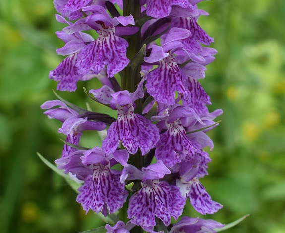 Lago d''Iseo: Dactylorhiza maculata subsp. fuchsii