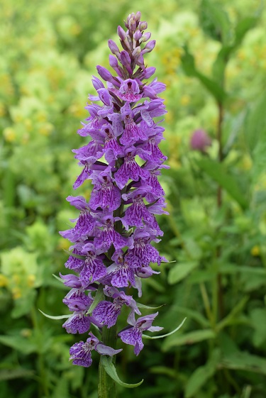 Lago d''Iseo: Dactylorhiza maculata subsp. fuchsii