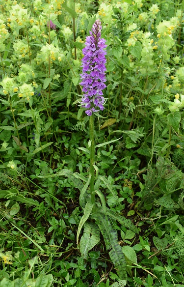 Lago d''Iseo: Dactylorhiza maculata subsp. fuchsii