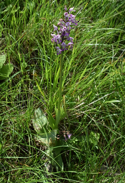 Orchis militaris x Orchis simia?