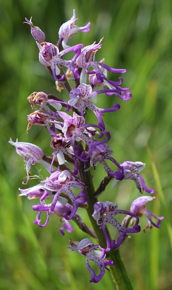 Orchis militaris x Orchis simia?