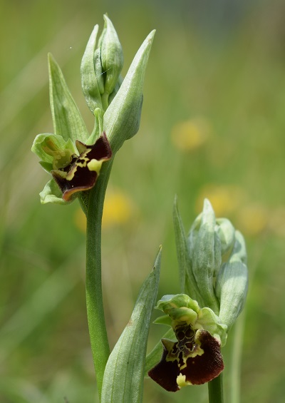 Ophrys holosericea e lusus di O.benacensis