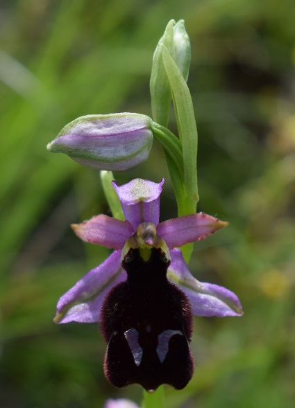 Ophrys holosericea e lusus di O.benacensis