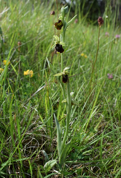 Ophrys holosericea e lusus di O.benacensis