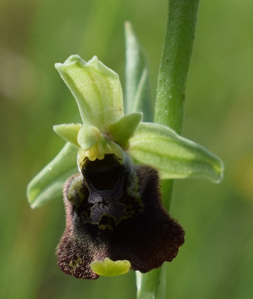 Ophrys holosericea e lusus di O.benacensis