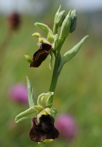 Ophrys holosericea e lusus di O.benacensis