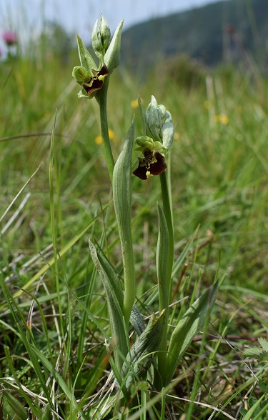 Ophrys holosericea e lusus di O.benacensis