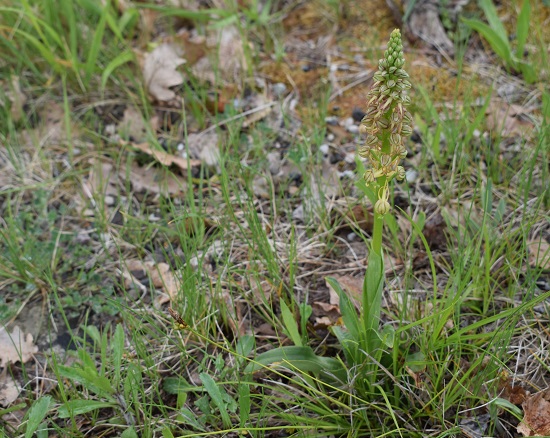 Orchis anthropophora in Oltrep Pavese