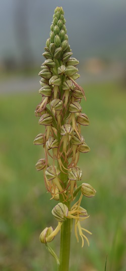 Orchis anthropophora in Oltrep Pavese