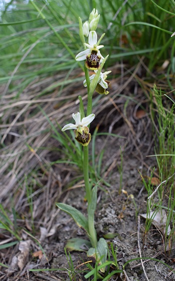 Ophrys dinarica (=Ophrys personata)