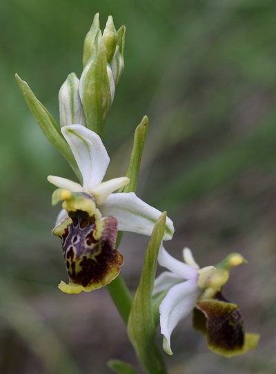 Ophrys dinarica (=Ophrys personata)