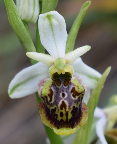 Ophrys dinarica (=Ophrys personata)