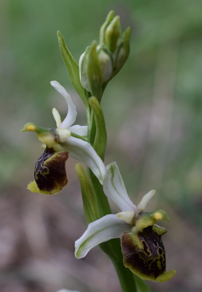 Ophrys dinarica (=Ophrys personata)