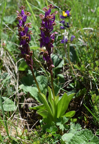 Orchis spitzelii