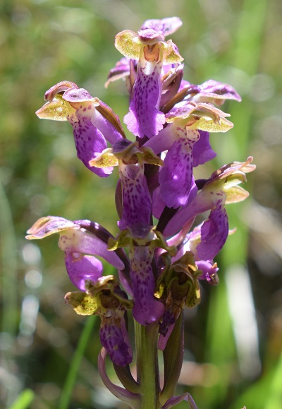 Orchis spitzelii