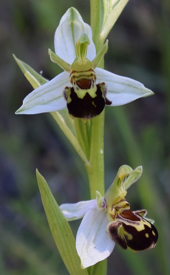 Ophrys apifera (var. aurita)