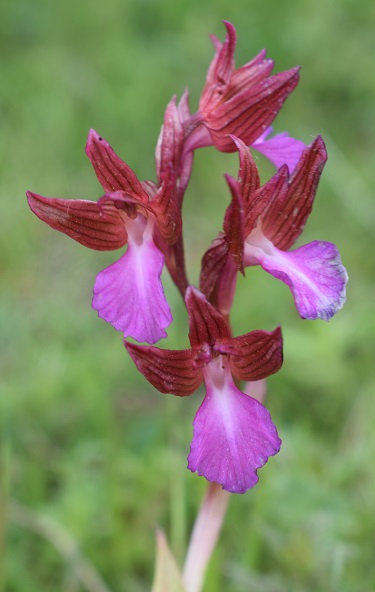 Anacamptis papilionacea nell''Appennino Bolognese