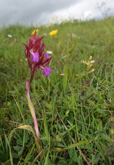 Anacamptis papilionacea nell''Appennino Bolognese