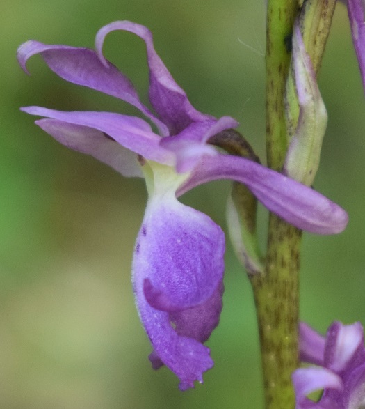 Orchis mascula con labello atipico