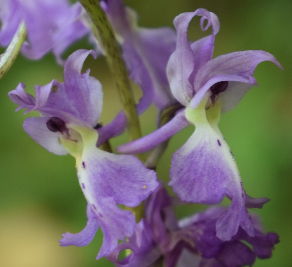 Orchis mascula con labello atipico