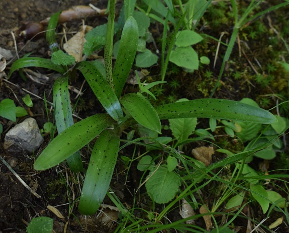 Orchis mascula con labello atipico