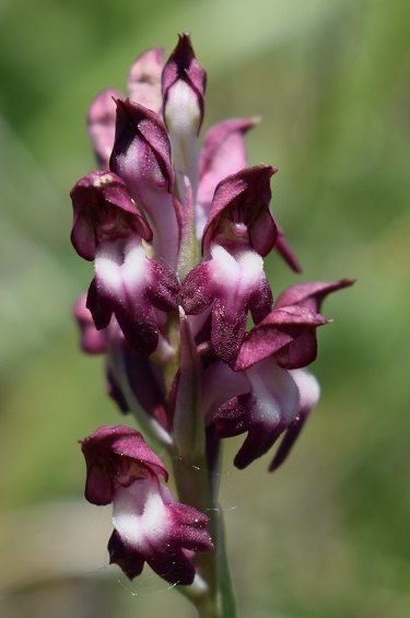 Lusus di Anacamptis coriophora?