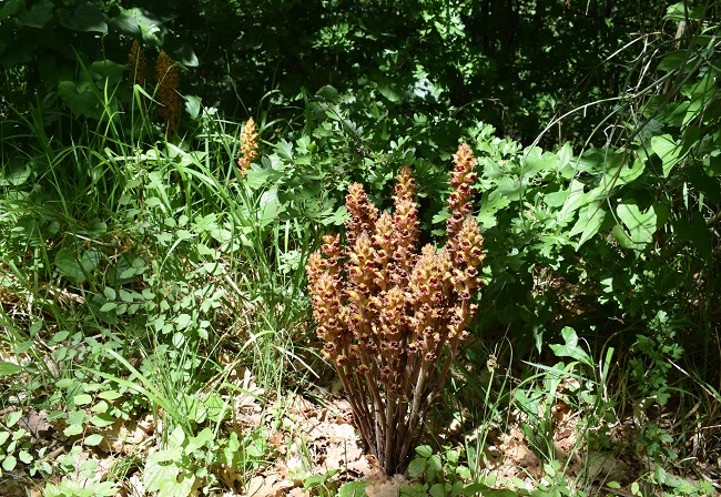 Quale Orobanche?  Orobanche gracilis