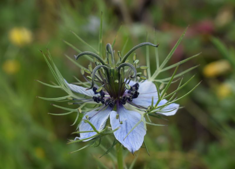 Che pianta ?   Nigella damascena (Ranunculaceae)