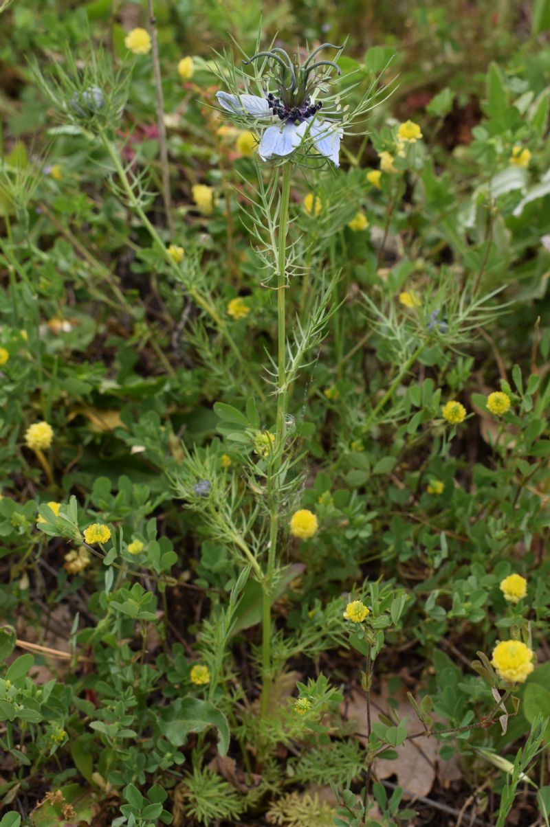 Che pianta ?   Nigella damascena (Ranunculaceae)